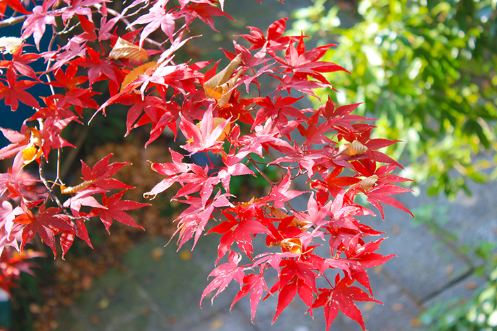 桜のページへ